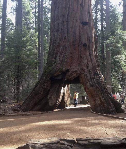 Una tormenta derriba el famoso «árbol túnel» de California