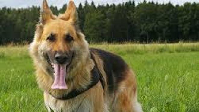 10 alimentos que los perros no pueden comer y por qué