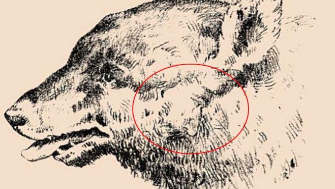 Solución | Este oso esconde la cara de un hombre, ¿la ves?