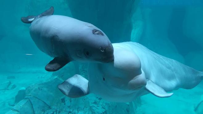 El Oceanogràfic presenta a la cría de beluga con dos meses, un hito biológico en toda Europa