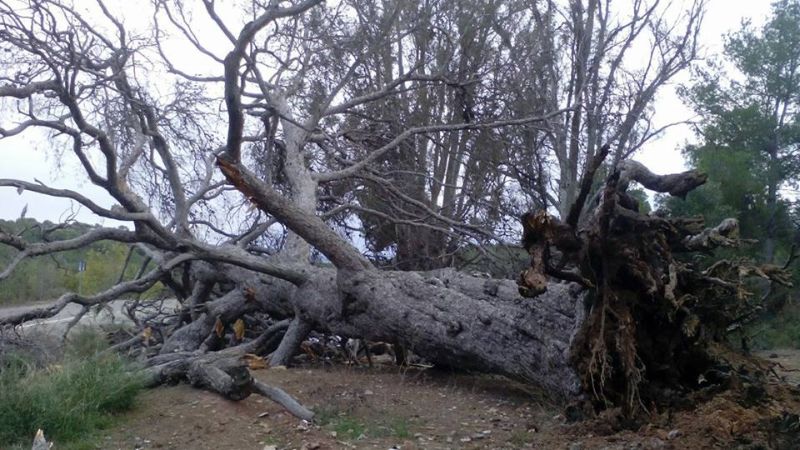 Cae el Pi de la Bassa de Serra