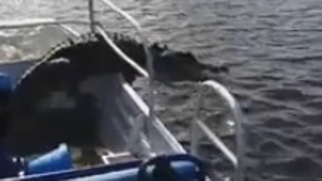 Así vivieron unos turistas el ataque de un cocodrilo