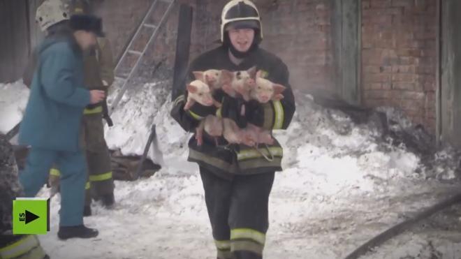 Los bomberos salvan de las llamas a decenas de lechones