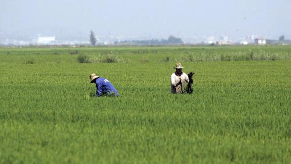 El precio de la energía puede provocar un sobrecoste de 111 millones a los agricultores valencianos