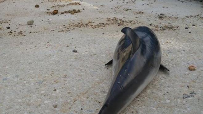 Un calderón, una tortuga boba y un delfín, muertos en la costa de Dénia tras el temporal