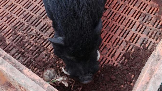 Localizan y atrapan a un cerdo vietnamita de 100 kilos en la huerta de Alboraya