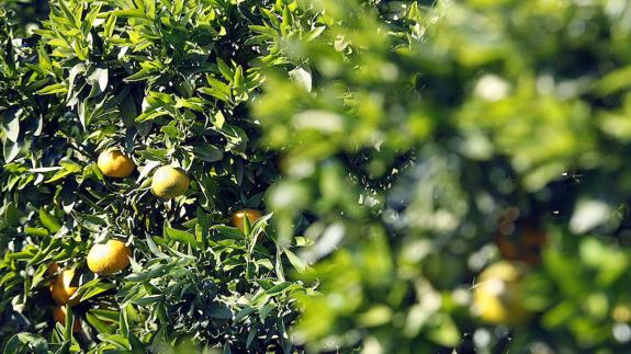 Detectan la presencia de mandarina híbrida de origen israelí Sigal en parcelas de la Comunitat