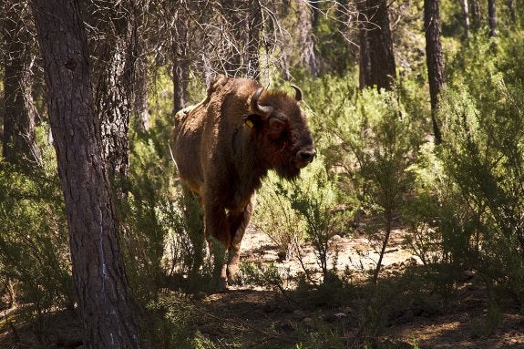 Otros tres bisontes murieron hace dos años en la reserva de Benagéber