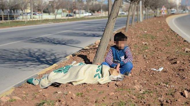 La emotiva historia de un niño refugiado que ayudó a un perro atropellado en Turquía
