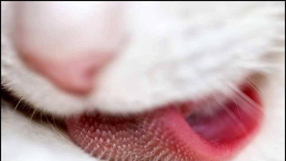 Por qué los gatos tienen la lengua tan áspera