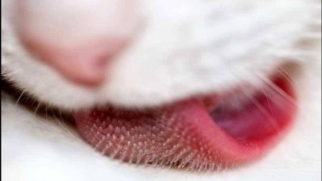 Por qué los gatos tienen la lengua tan áspera