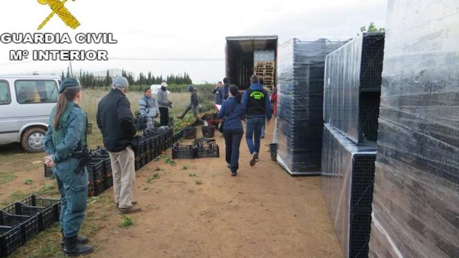 Tres detenidos y cuatro imputados por el robo de 150.000 kilos de naranjas en L'Horta Sud