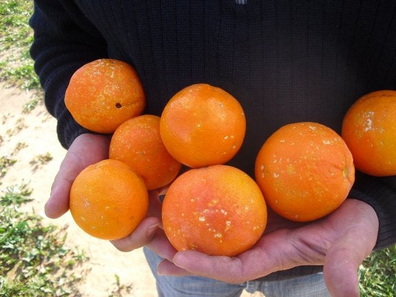 Los ataques de caracoles no se frenan de forma eficaz