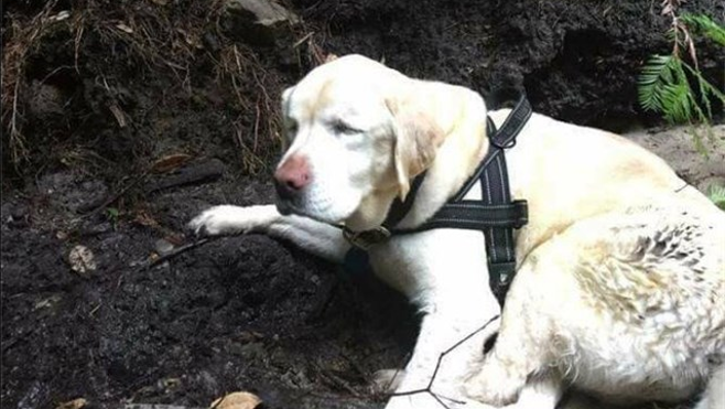 Un bombero rescata a una perra ciega que había desaparecido