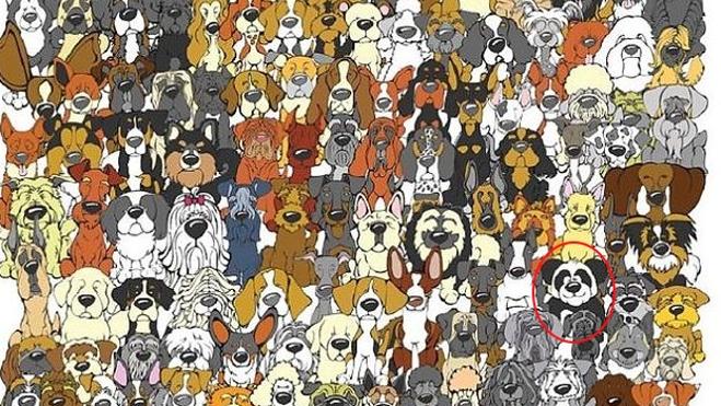Solución | Hay un panda entre todos estos perros