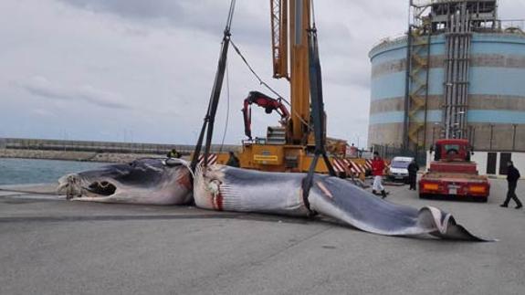 Hallan un cachalote de 12 metros en el puerto de Sagunto