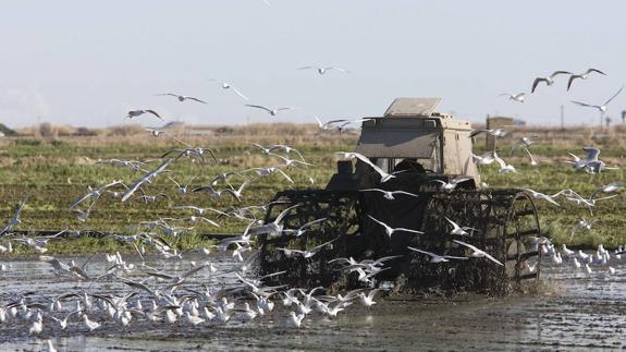 La Comunitat Valenciana encabezó en 2016 el abandono de tierras de cultivo en España