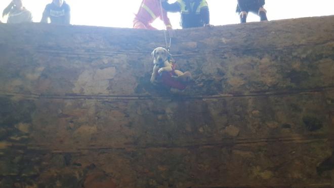 Un grupo de bomberos rescata a dos perros en la Cova dels Lleons de Xàtiva