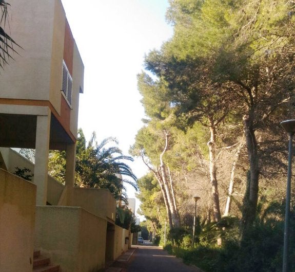 Vecinos de El Saler alertan del riesgo de incendio por la falta de poda junto a sus viviendas