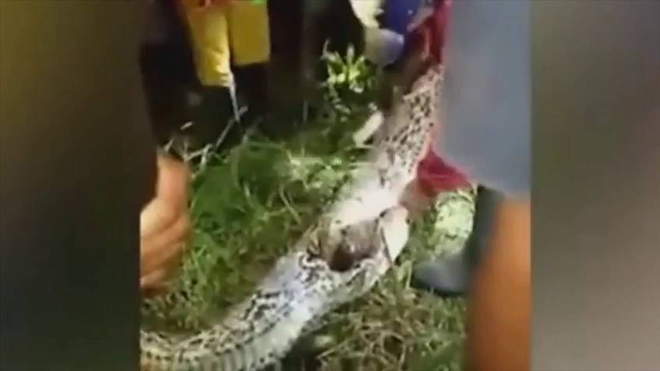 Hallan dentro de una pitón el cadáver de un hombre desaparecido