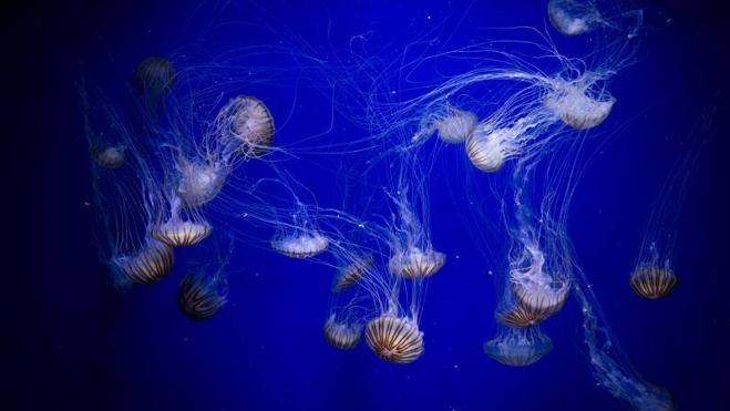 Las medusas como jamás las has visto en l'Oceanogràfic de Valencia
