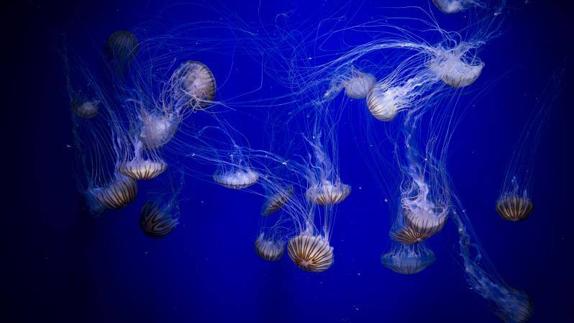 Las medusas como jamás las has visto en l'Oceanogràfic de Valencia