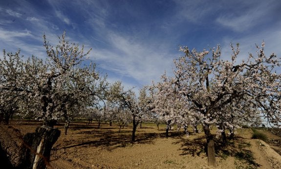 Un hongo destruye la madera interna de los almendros