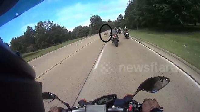 Un ciervo salta sobre un motorista durante un evento solidario