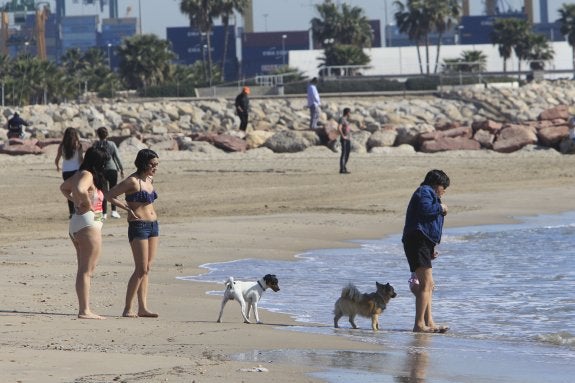 Decenas de perros invaden la arena de Pinedo sin estar abierta la zona para mascotas