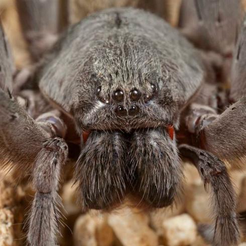 Descubren una especie de araña gigante