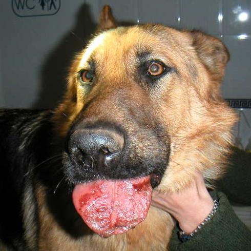 La oruga procesionaria, un peligro mortal para los perros