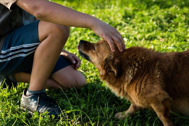 Cómo practicar la maniobra de Heimlich a tu perro