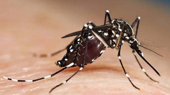 La lluvia y el calor adelantan casi un mes la plaga de mosquito tigre