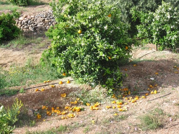 Manadas de jabalíes atacan cosechas de naranjas