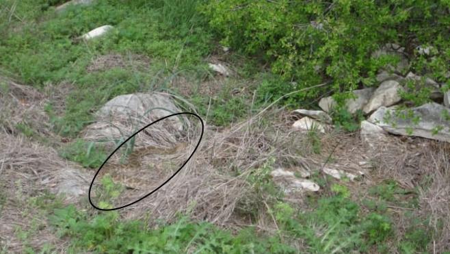 Solución | ¡Cuidado con la serpiente!