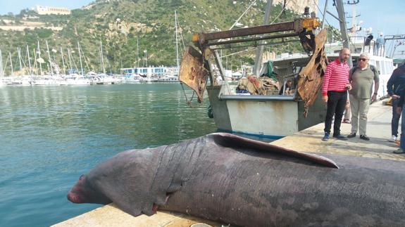 Capturan un tiburón peregrino de ocho metros y cuatro toneladas en Calp