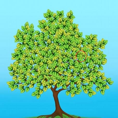 Solución | ¿Puedes encontrar la hoja diferente?