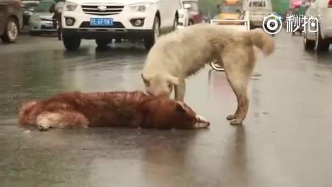 Así llora un perro la muerte de su compañero en la carretera