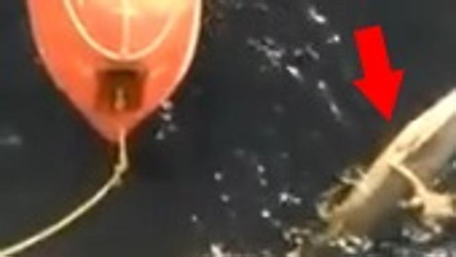 Un pescador salva a una ballena atrapada en una red