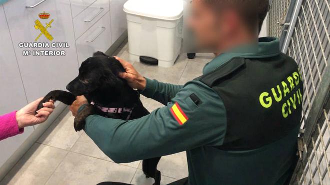 Detenido por romper la mandíbula, lesionar un ojo y dejar desnutrida a su perra en Chiva