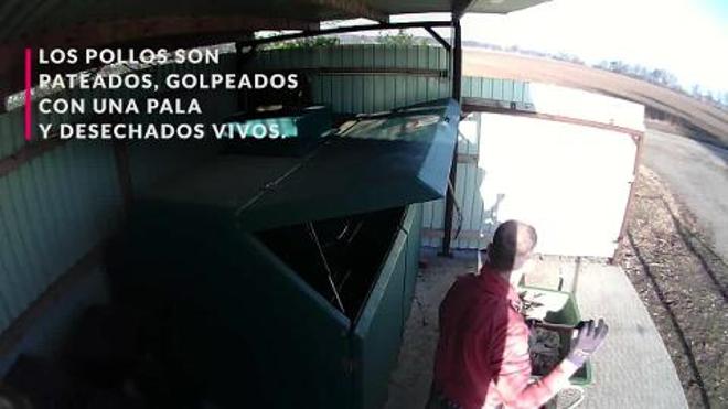 Pollitos aplastados y tirados vivos a la basura en una granja de Alemania
