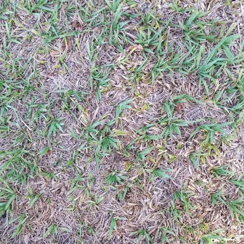 ¿Dónde está la araña?