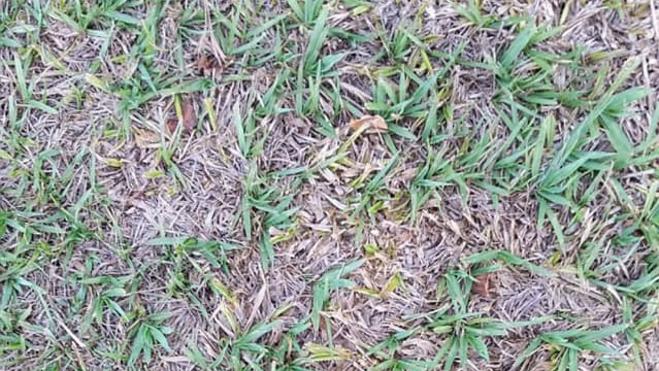 ¿Dónde está la araña?