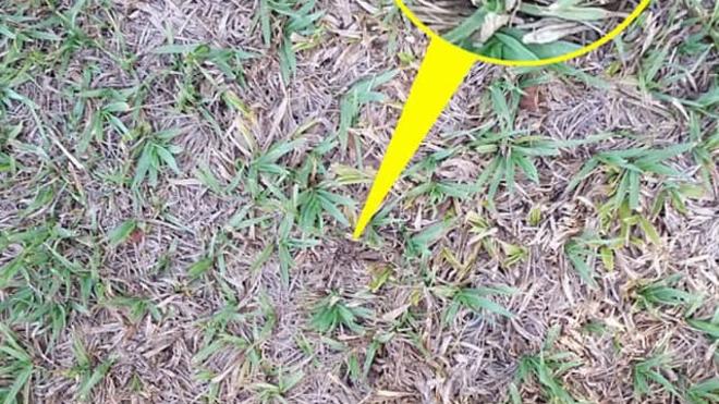Solución | ¿Dónde está la araña?