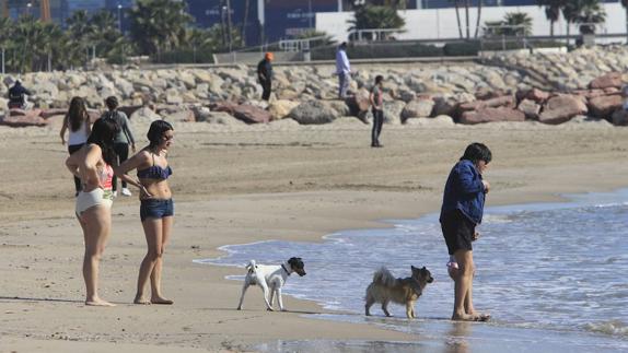 Joan Ribó descarta «de momento» hacer cambios en la playa de perros de Pinedo