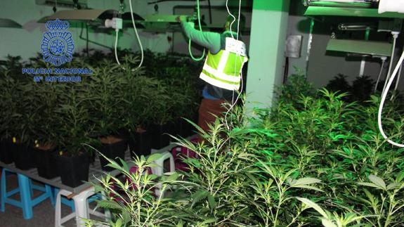 13 detenidos por cuatro plantaciones de marihuana en viviendas de Valencia, Paterna y Godella