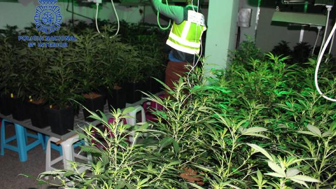 13 detenidos por cuatro plantaciones de marihuana en viviendas de Valencia, Paterna y Godella