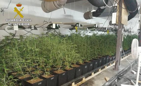 Destapan en Monóvar una sofisticada plantación de marihuana de más de 1.400 plantas