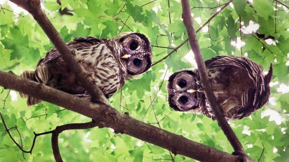 Novelda reintroduce lechuzas en su iglesia para luchar contra los roedores