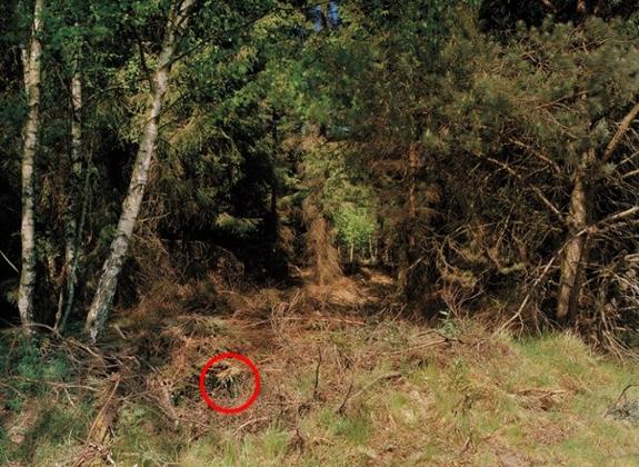 Solución | ¿Puedes ver al francotirador?